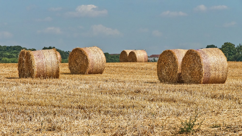 brown grass field under blue sky during daytime