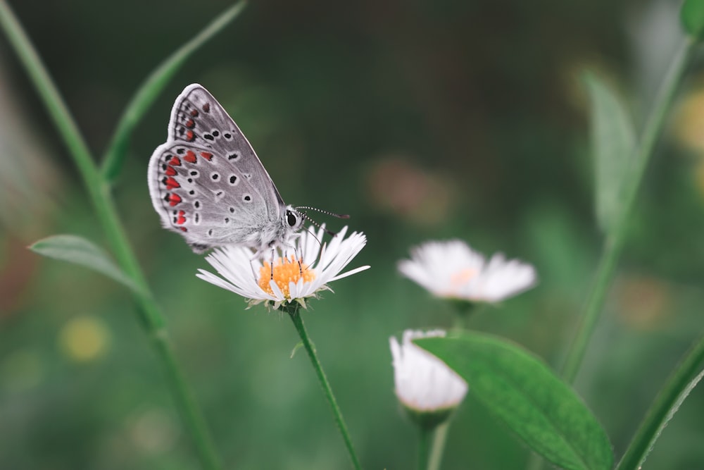 흰 꽃 위에 앉아있는 흰색과 검은 나비가 낮에 클로즈업 촬영을 하고 있습니다.