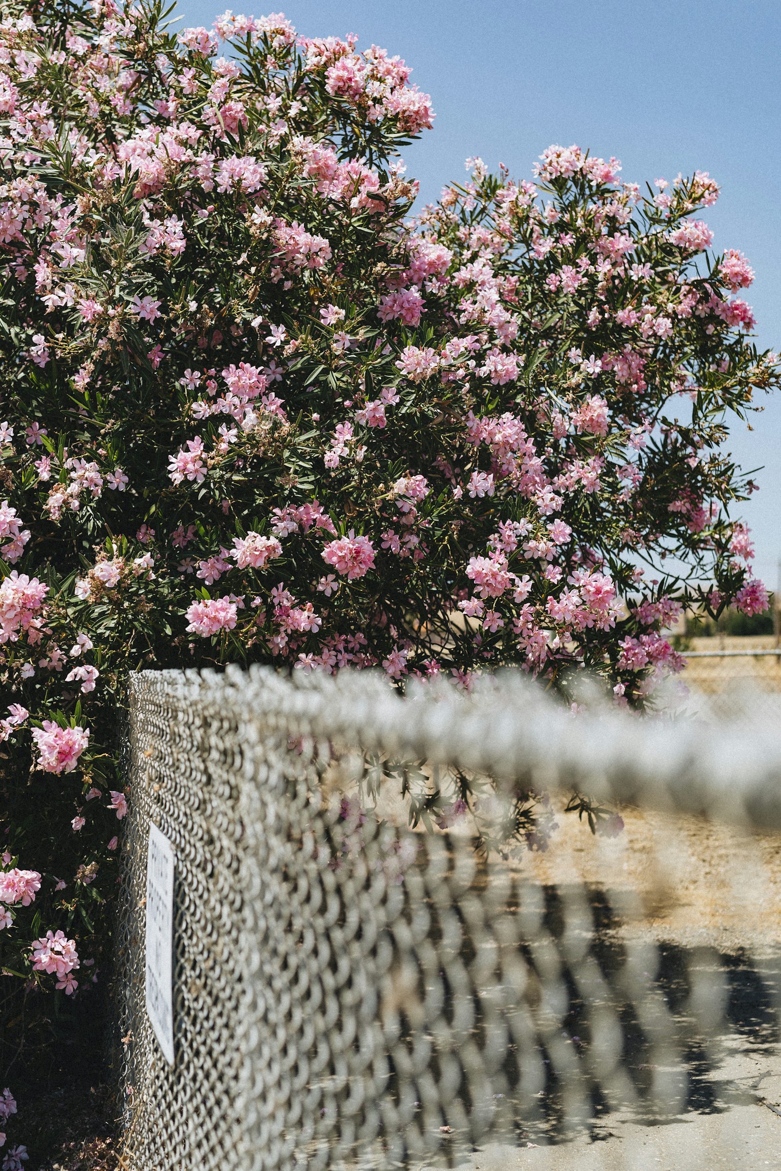 Tokina Opera 50mm F1.4 FF sample photo. Pink flowers on gray photography