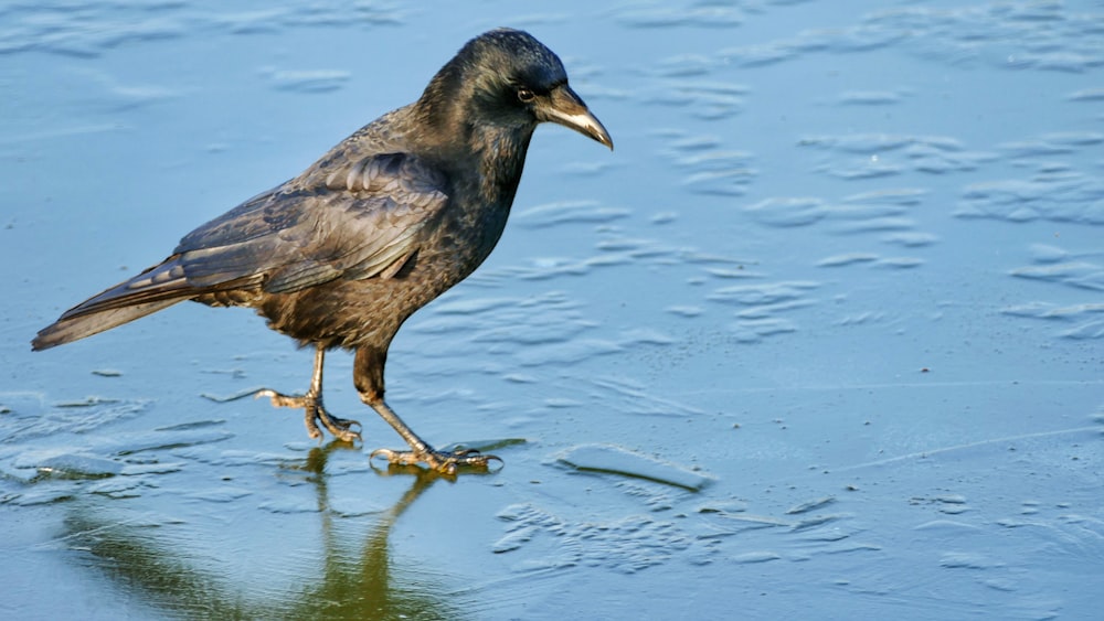 black bird on water during daytime