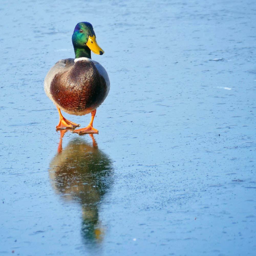 Stockente tagsüber auf dem Wasser