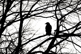 black bird on bare tree