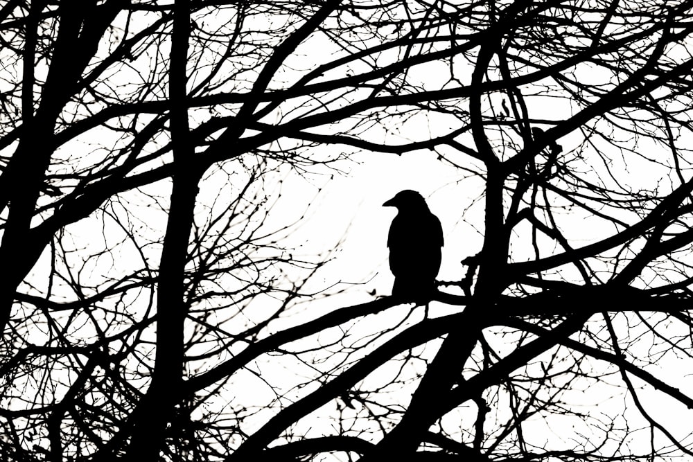 Schwarzer Vogel auf kahlem Baum