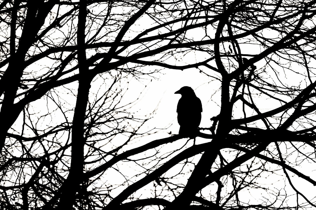 black bird on bare tree