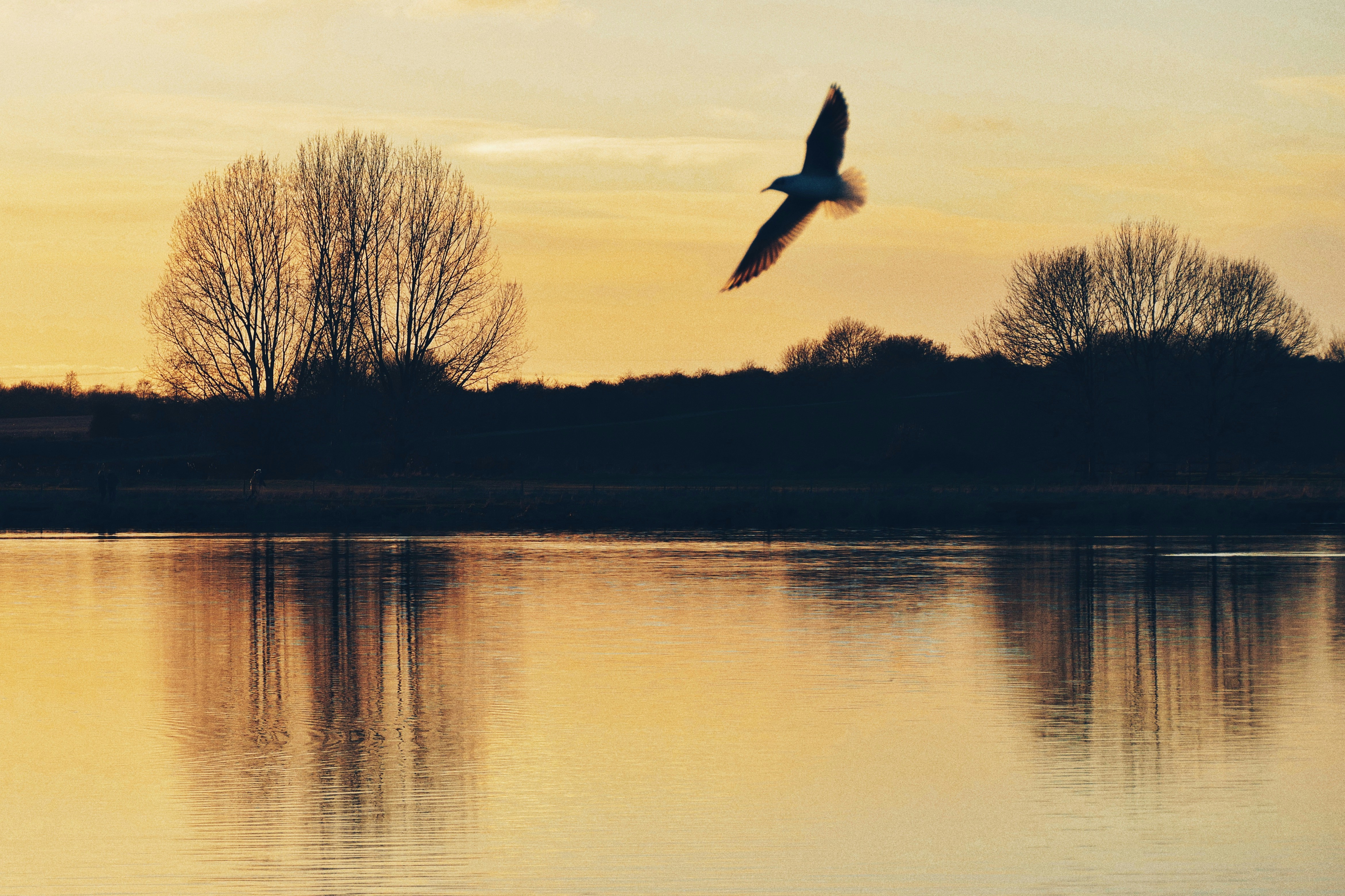 pájaro negro volando sobre el lago