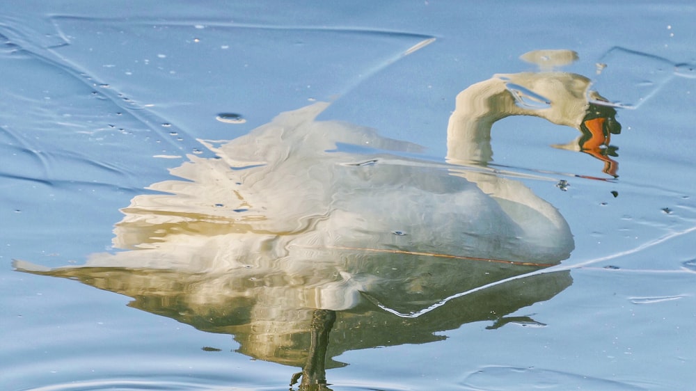 Cigno bianco sull'acqua durante il giorno