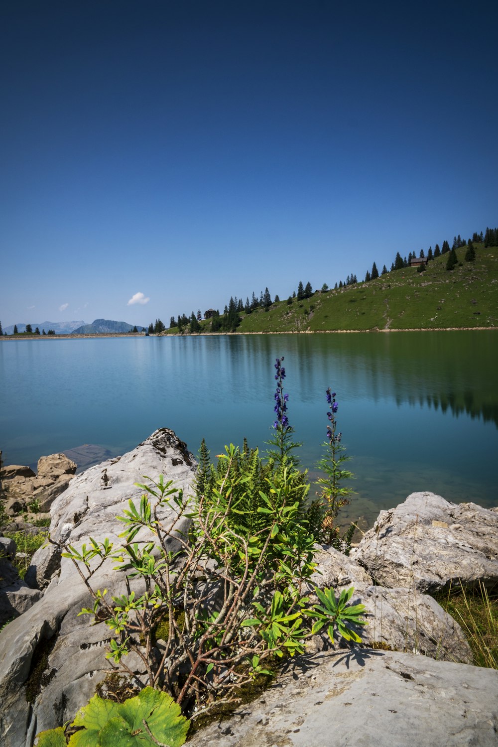 a lake surrounded by rocks and plants on a sunny day