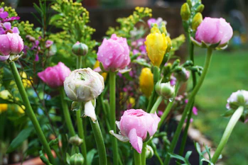 pink and yellow tulips in bloom during daytime