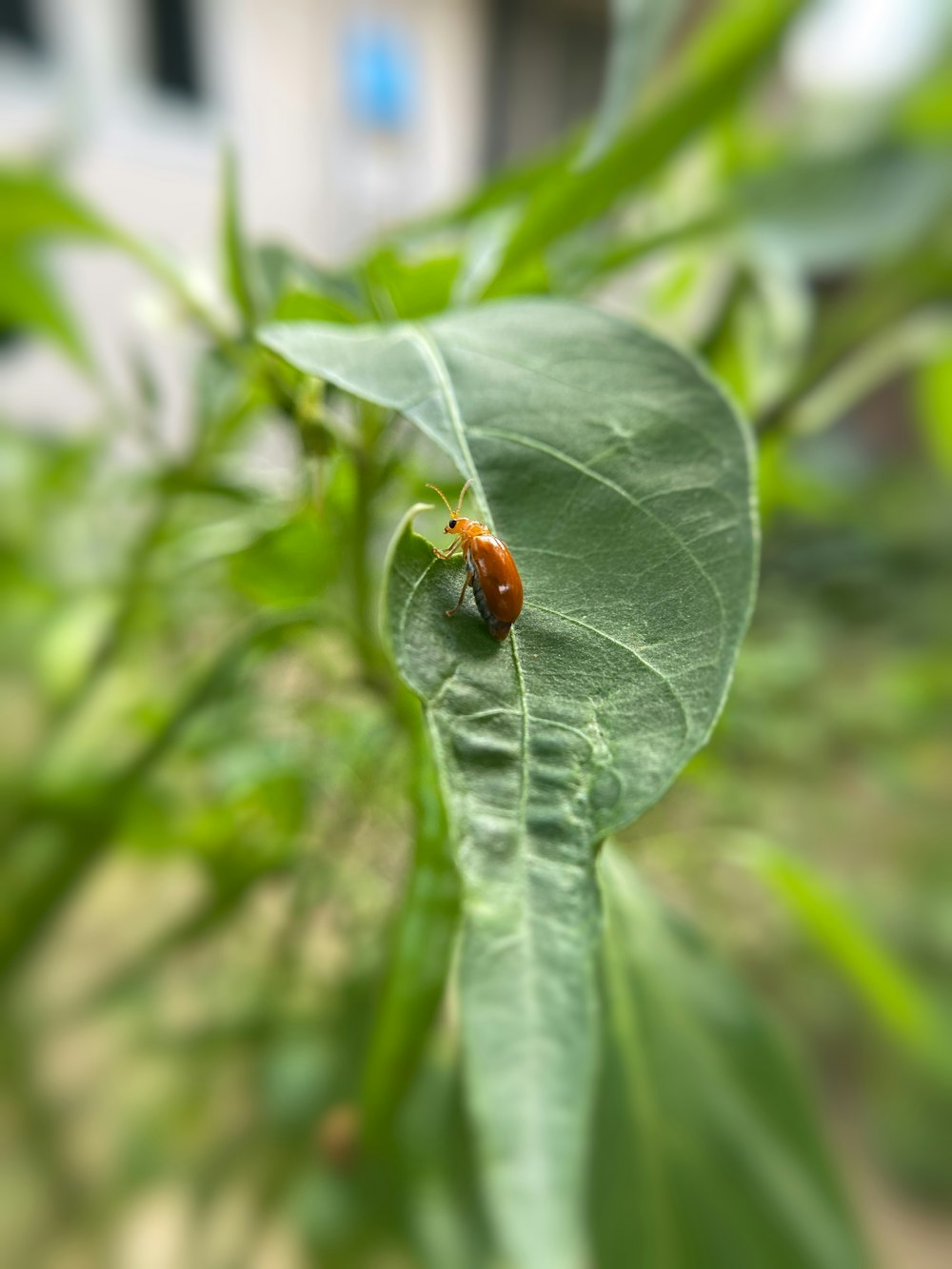 orangefarbener Marienkäfer auf grünem Blatt tagsüber
