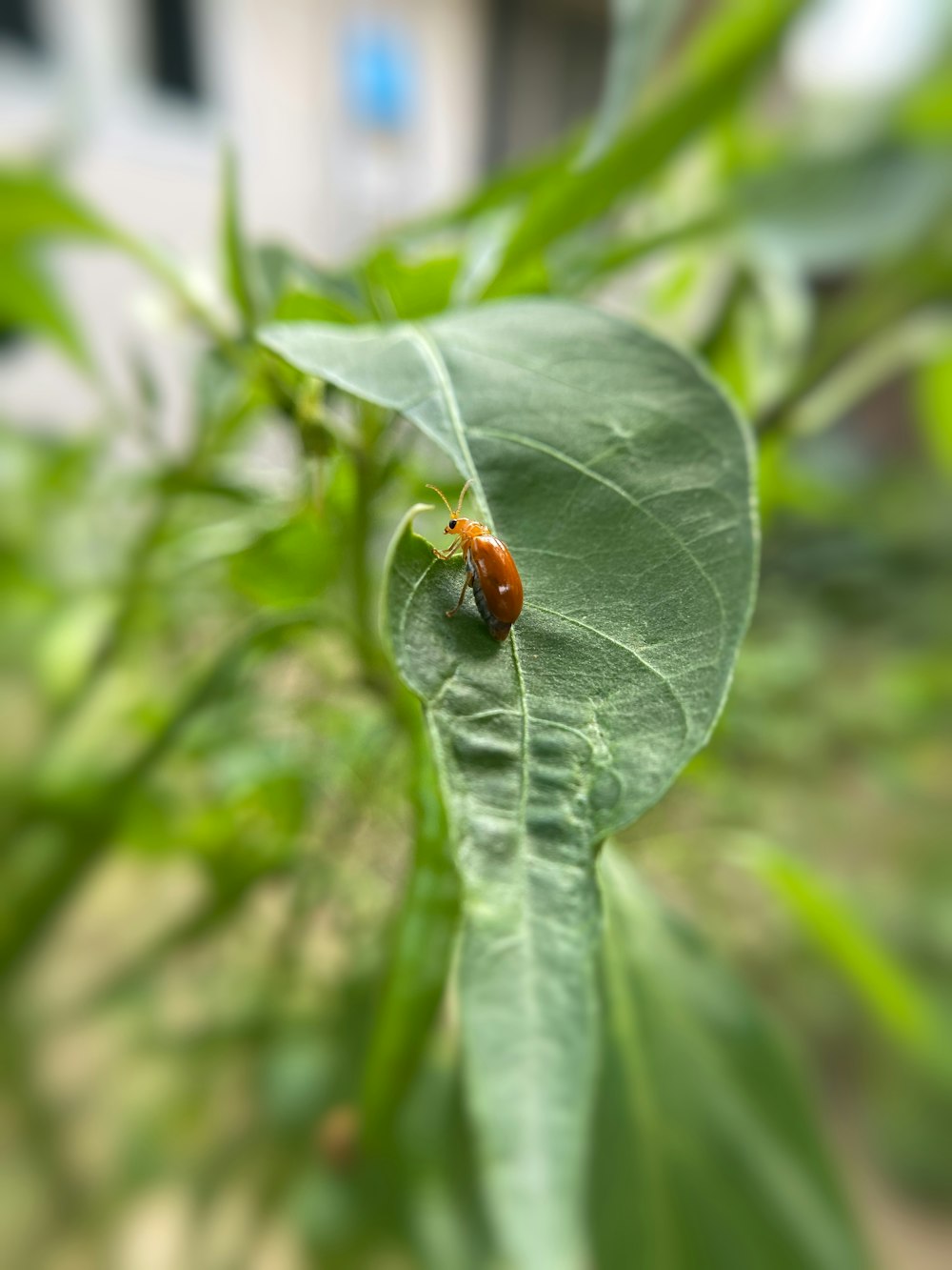 coccinella arancione su foglia verde durante il giorno