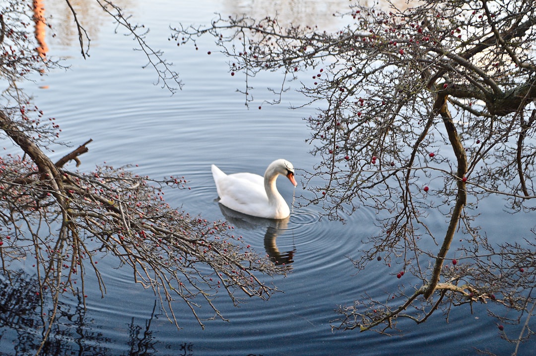 Nature reserve photo spot Copenhagen Borre