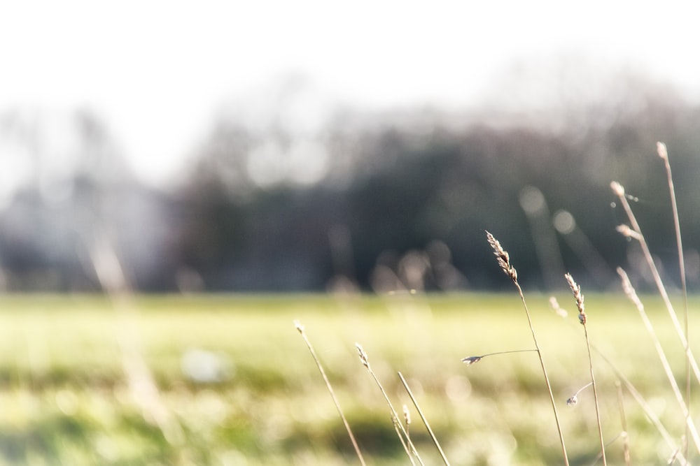 green grass field during daytime