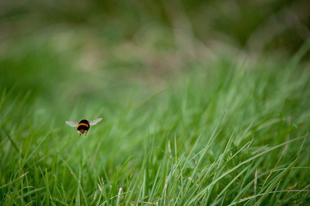 brown and white small bird on green grass during daytime