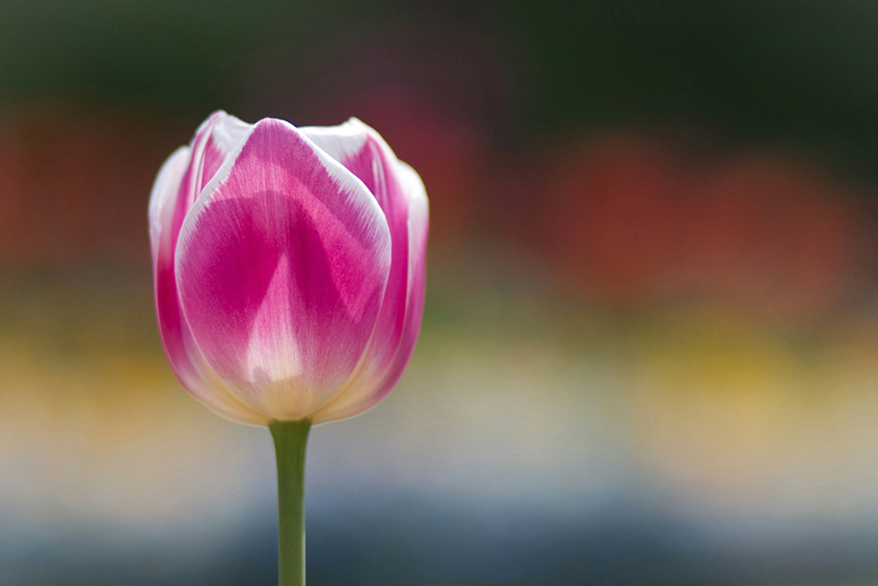 Transformação Pessoal Pós-Câncer: Como a Luta Redefine a Vida