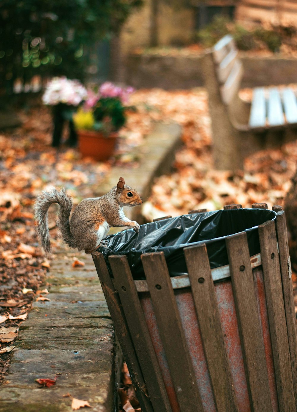 brown squirrel on brown wooden bench