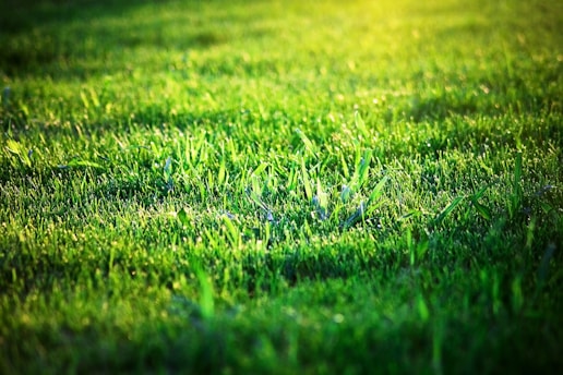green grass field during daytime
