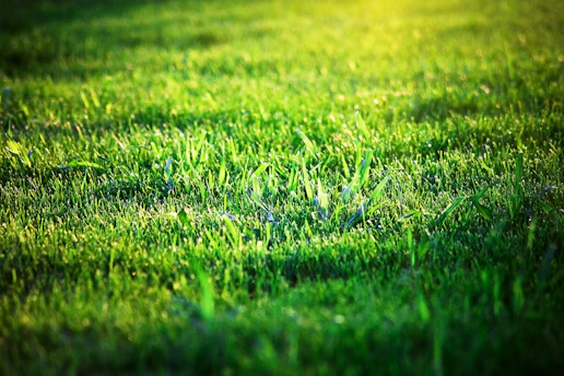 A freshly mowed green lawn bathed in warm sunlight with a bright blue sky overhead.