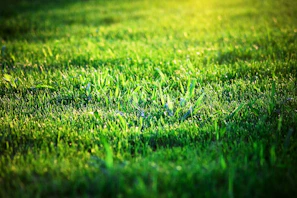 Sunlit lawn with freshly fertilized grass, glowing in warm yellow tones.