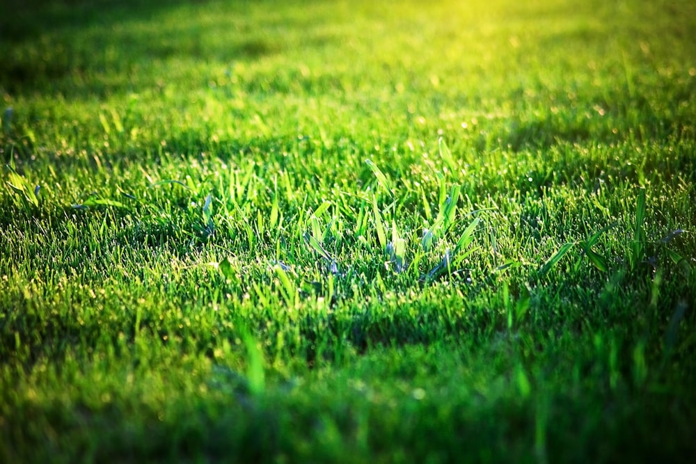 green grass field during daytime