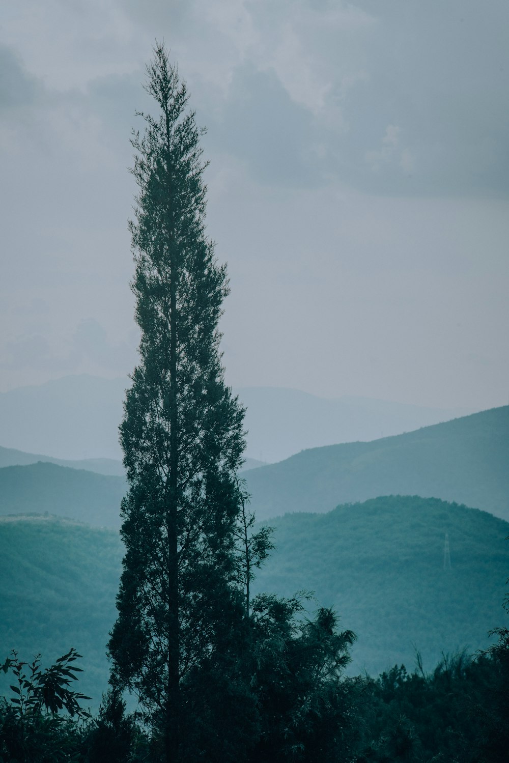 green tree near body of water during daytime