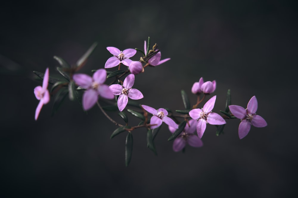 purple flowers in tilt shift lens