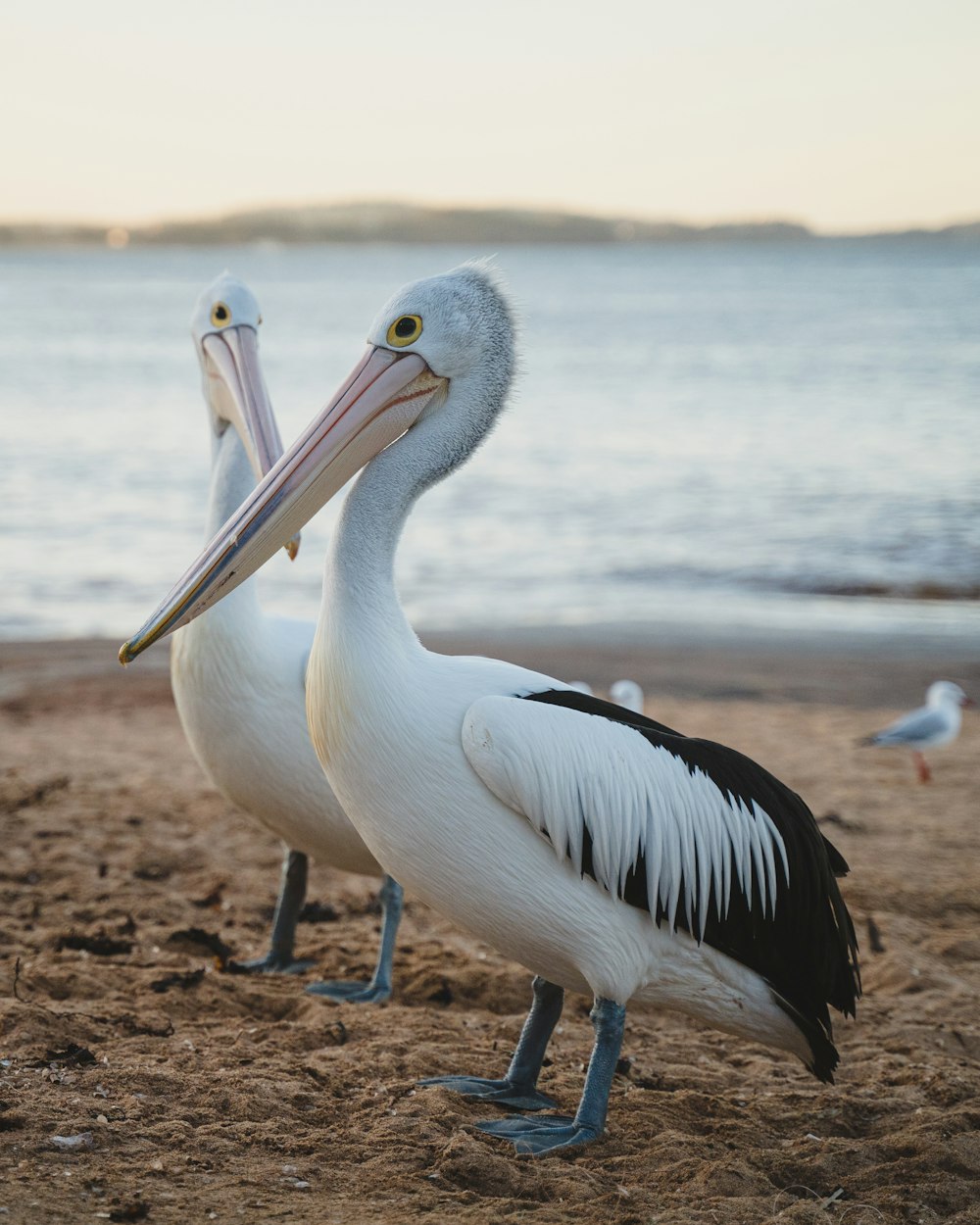 pelicano branco na areia marrom perto do corpo de água durante o dia