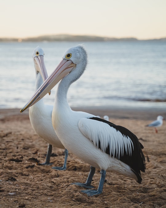 Collaroy Beach things to do in Collaroy