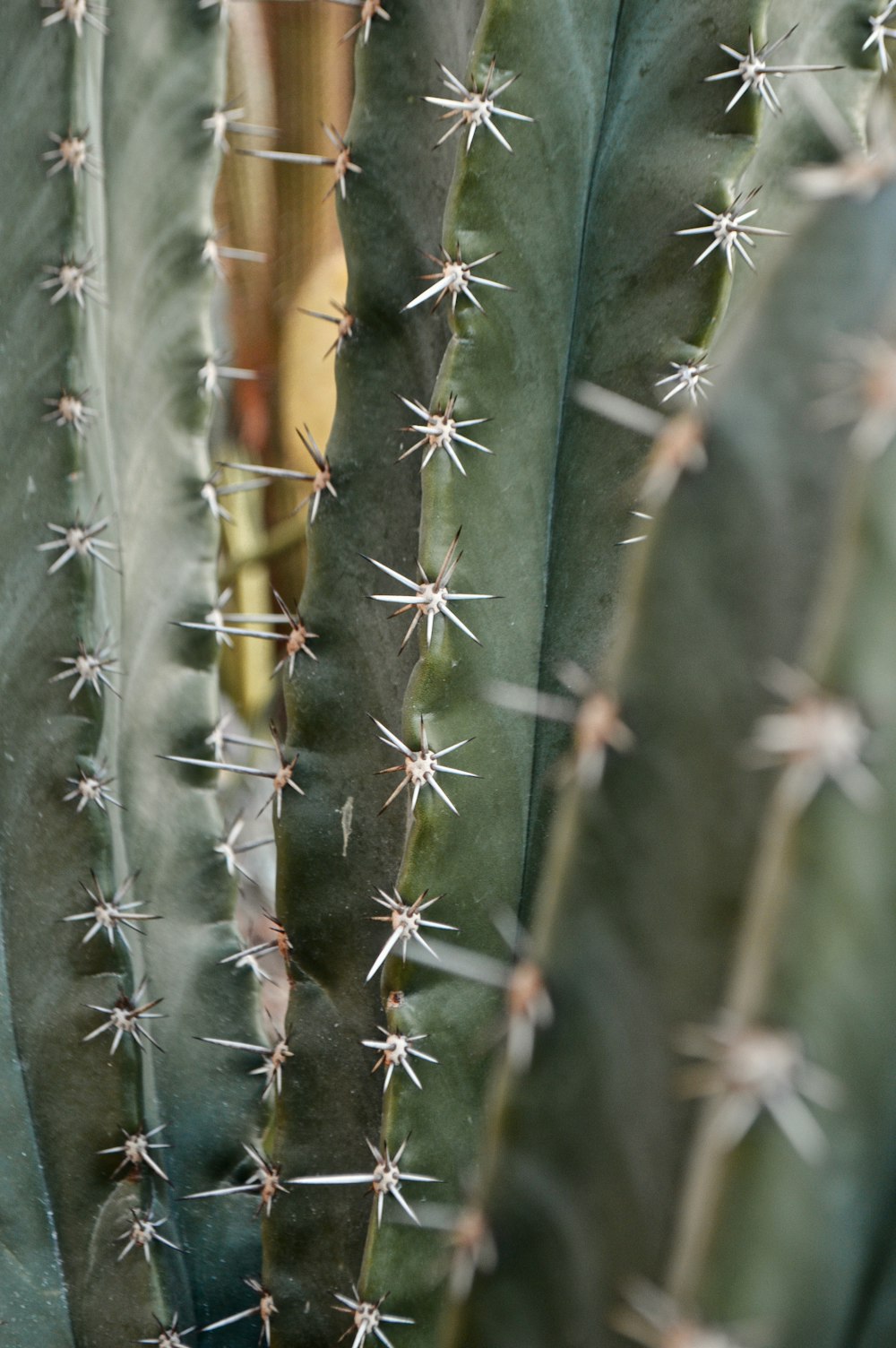 green cactus plant during daytime