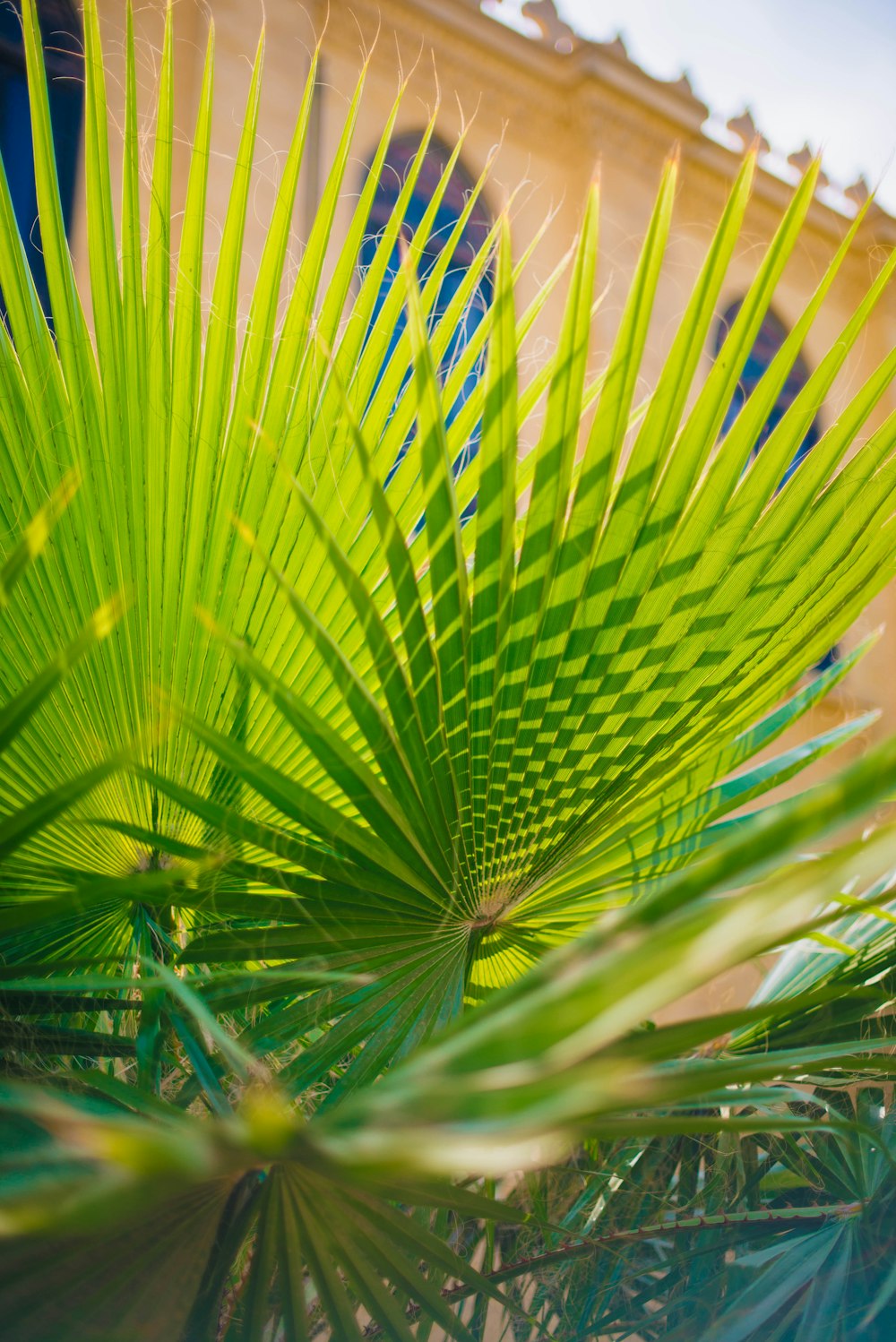 green palm plant in blue metal cage