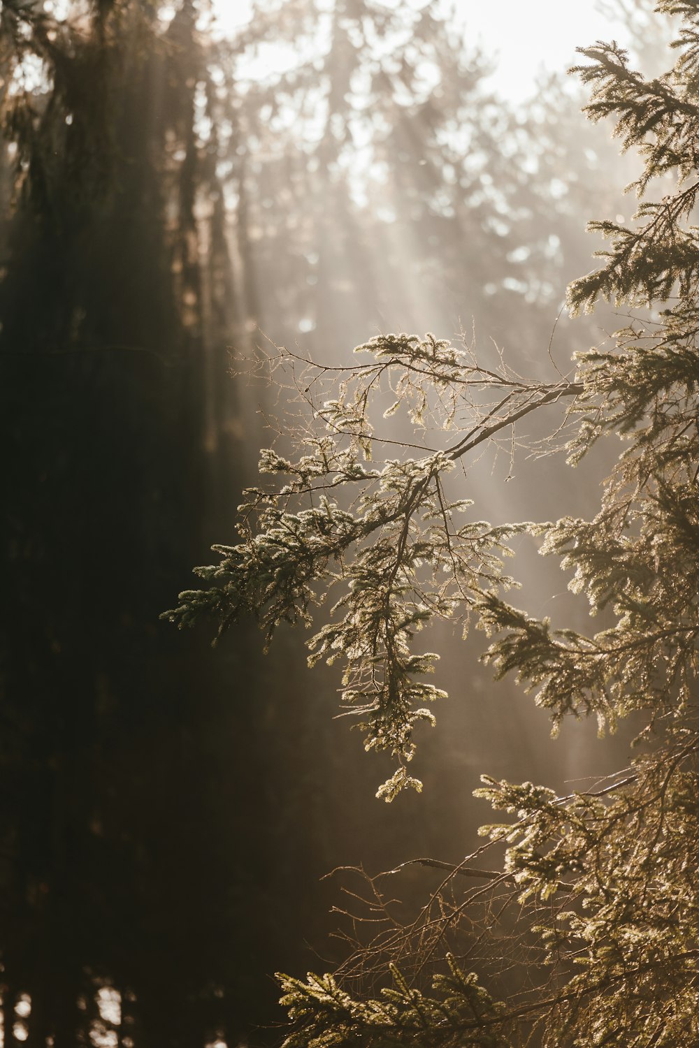 brown tree branch with water droplets