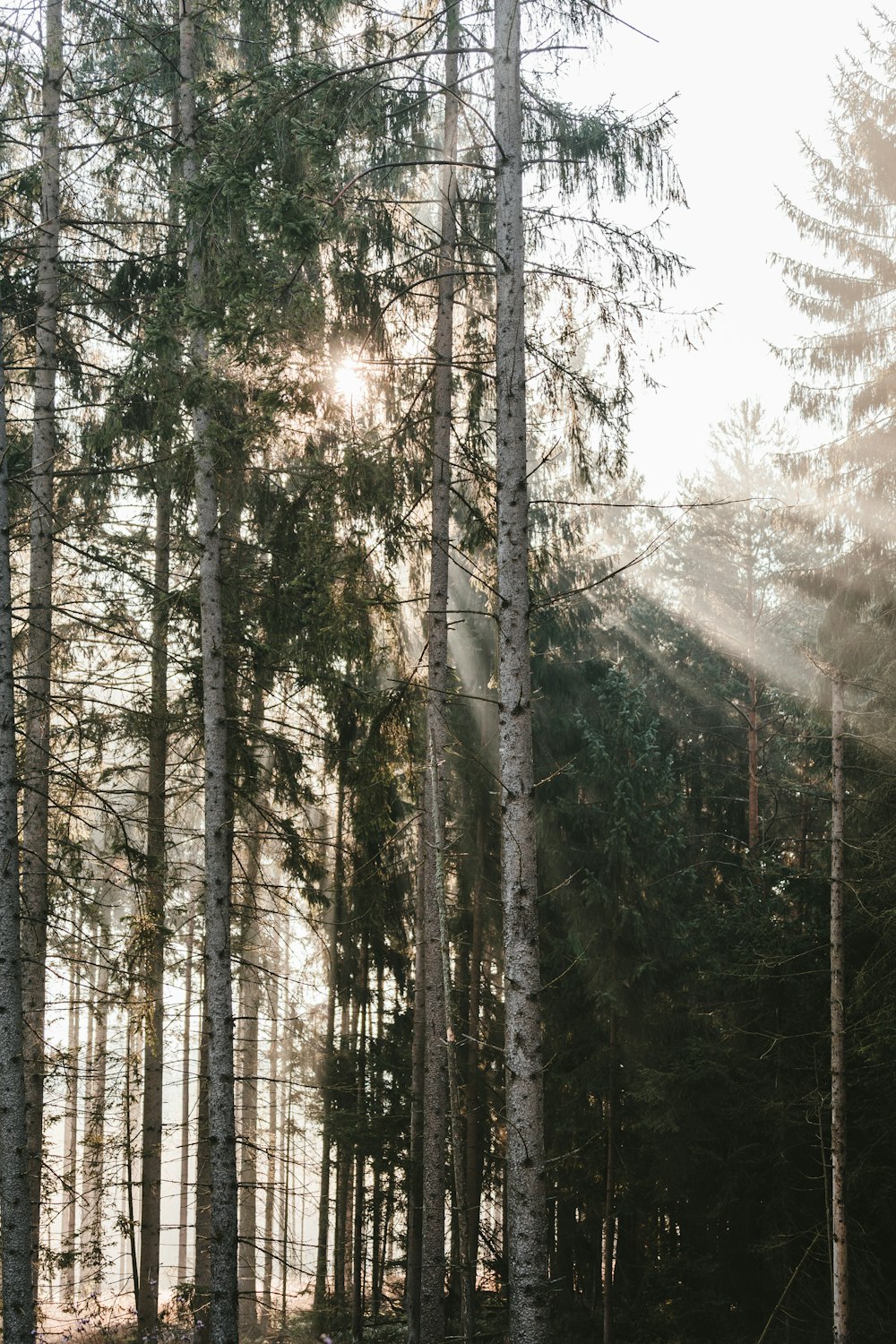 green trees under white sky during daytime