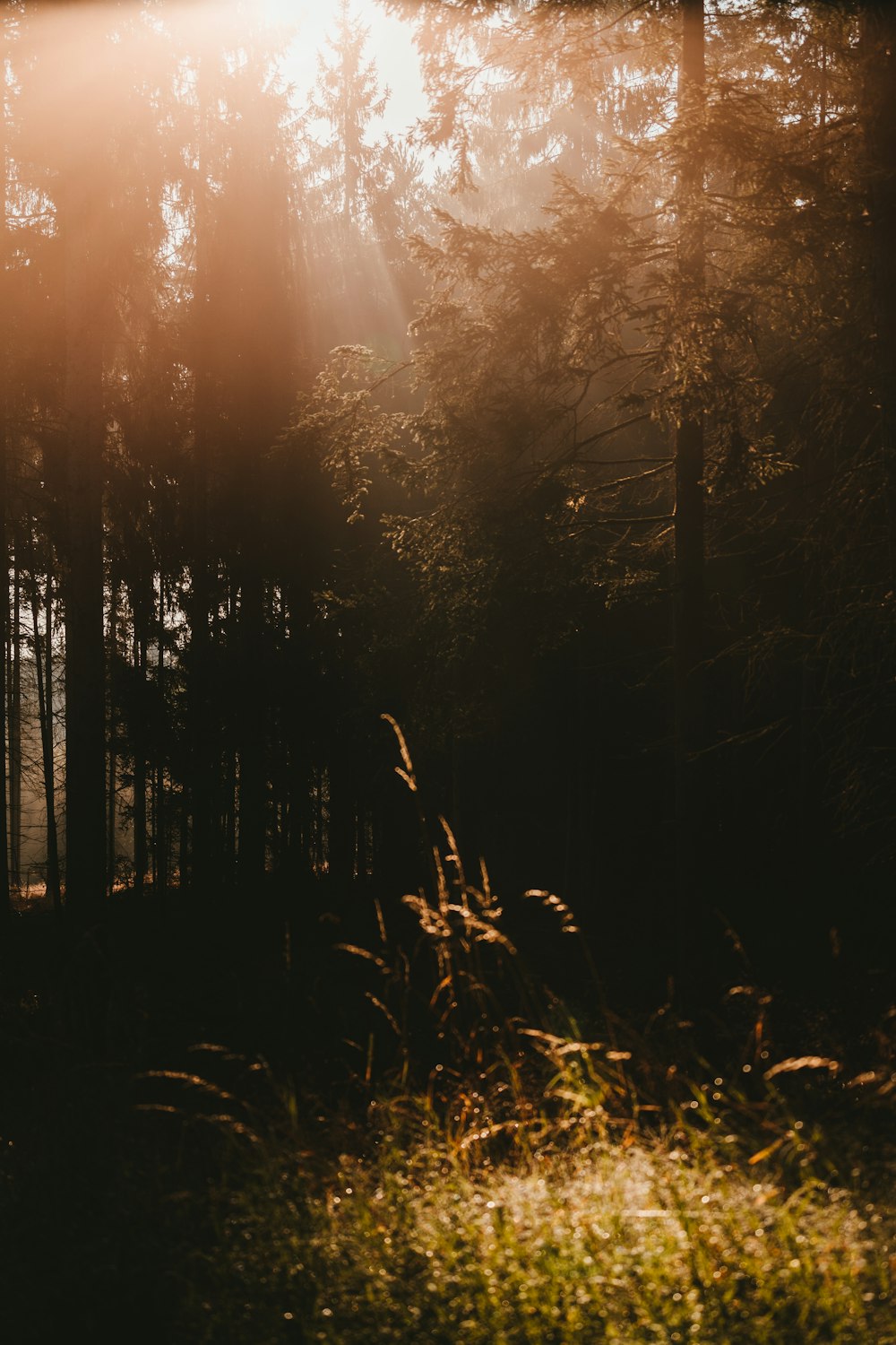 green trees during golden hour