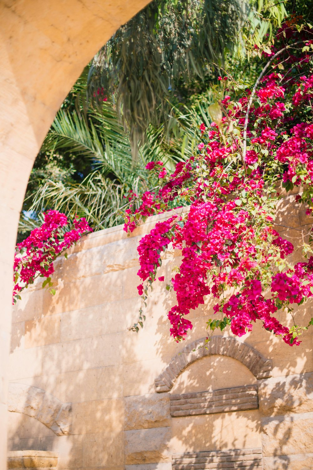 pink flowers on brown concrete wall