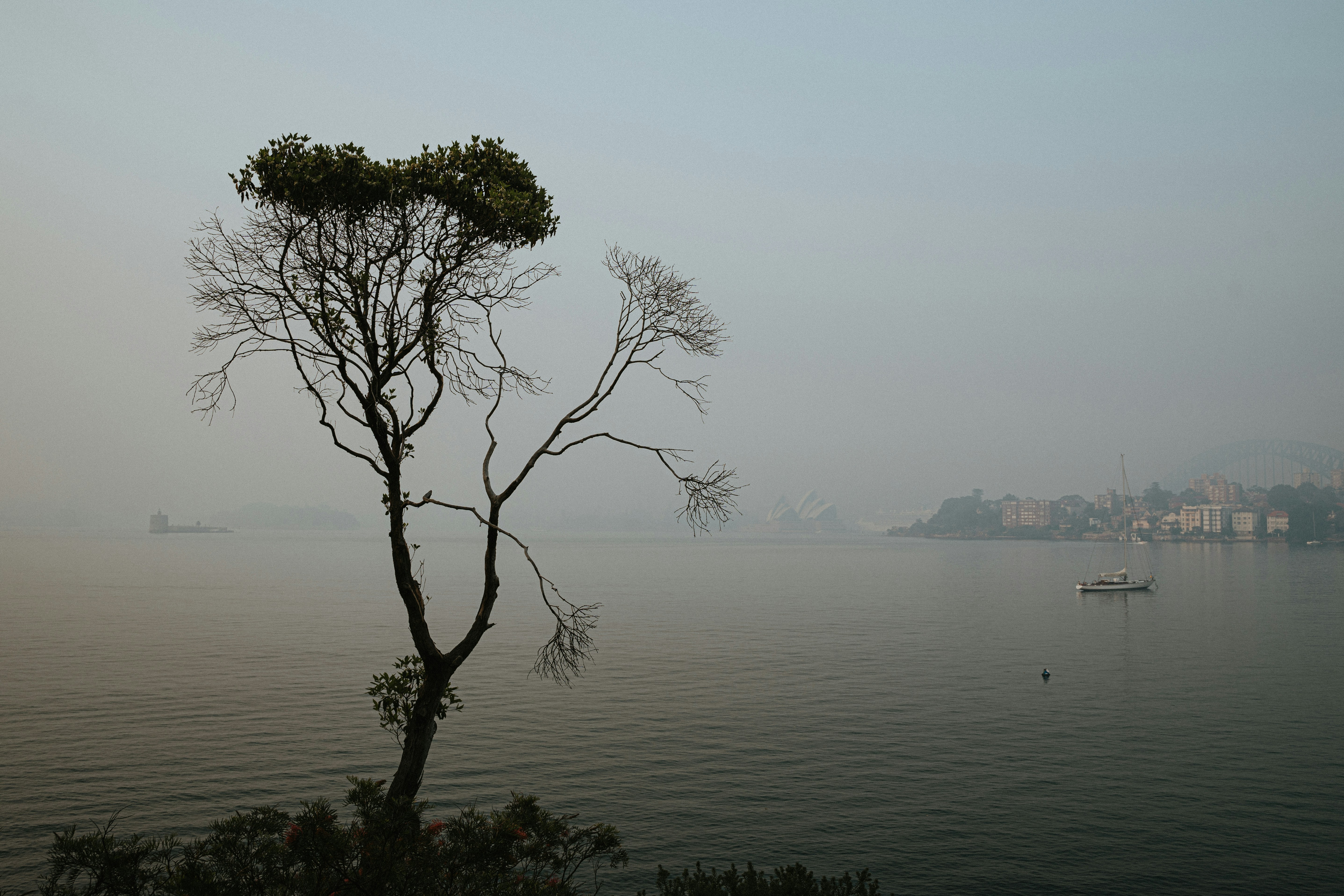 green tree near body of water during daytime