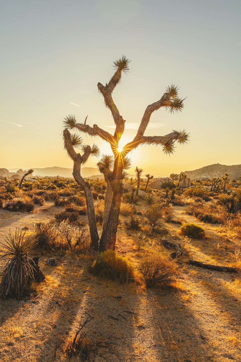 Desert | Download Free Images on Unsplash