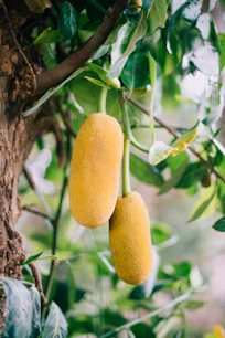 yellow fruit on green tree during daytime