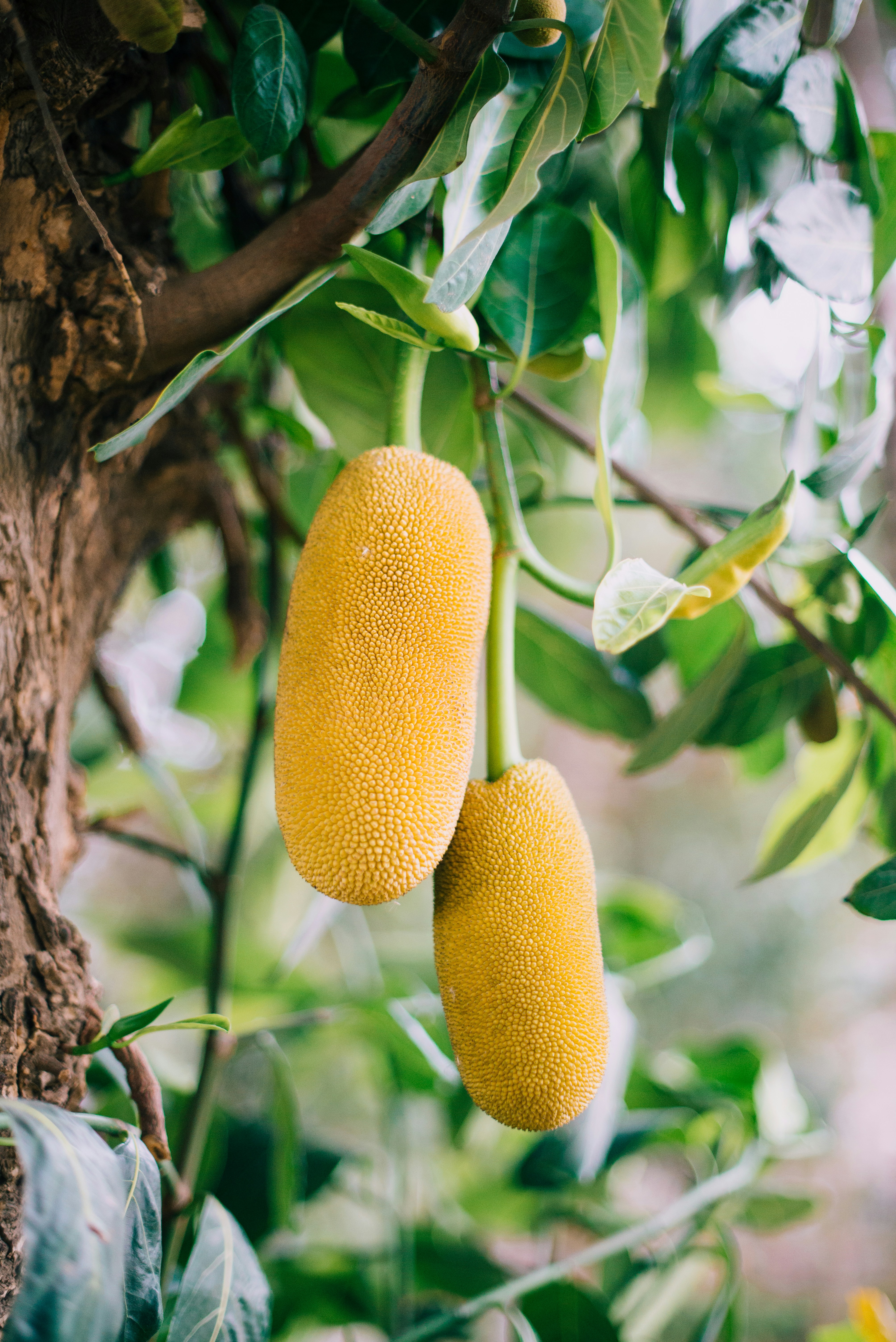 jackfruit on green tree 