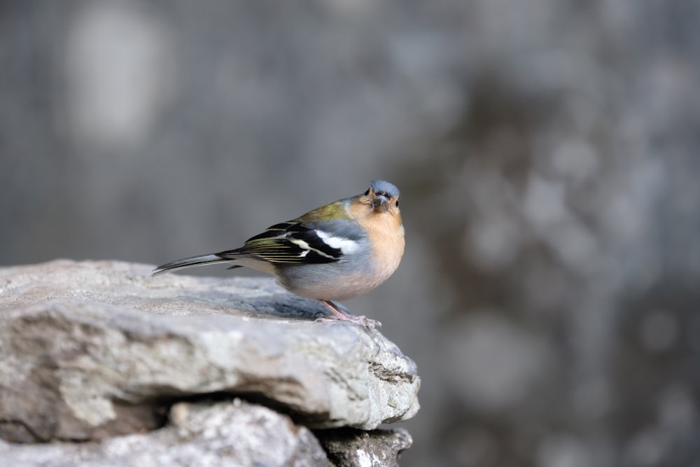 brown and black bird on gray rock