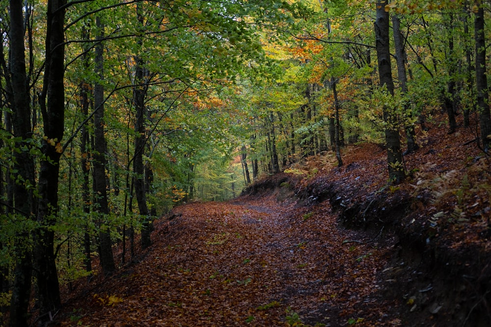 green and brown trees during daytime