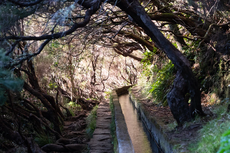 A levada path winding through Madeira’s laurel forest