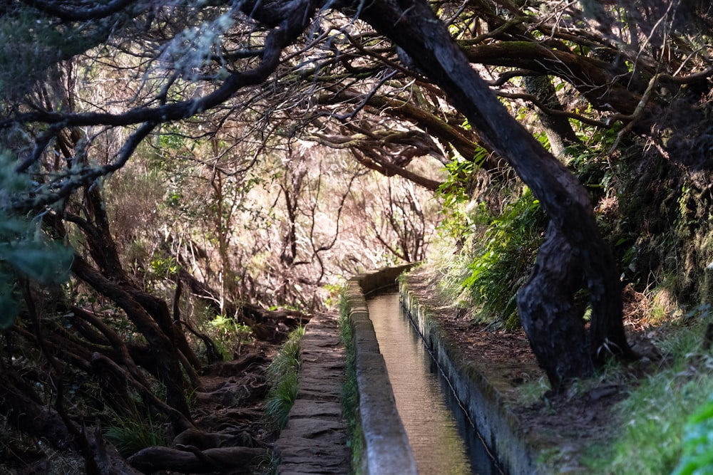 brown wooden bridge between trees during daytime