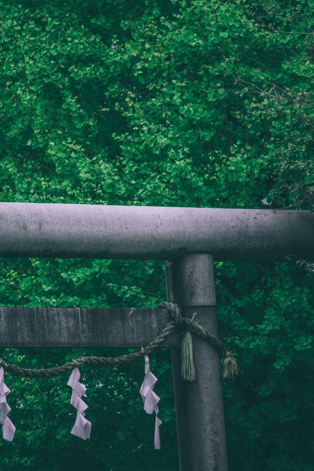 brown wooden fence with white rope