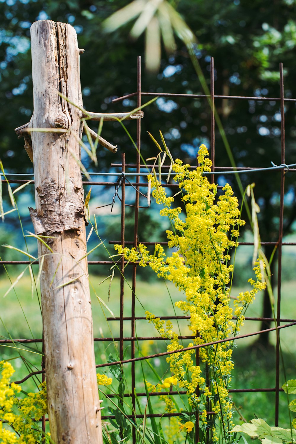 yellow flowers on brown wooden fence