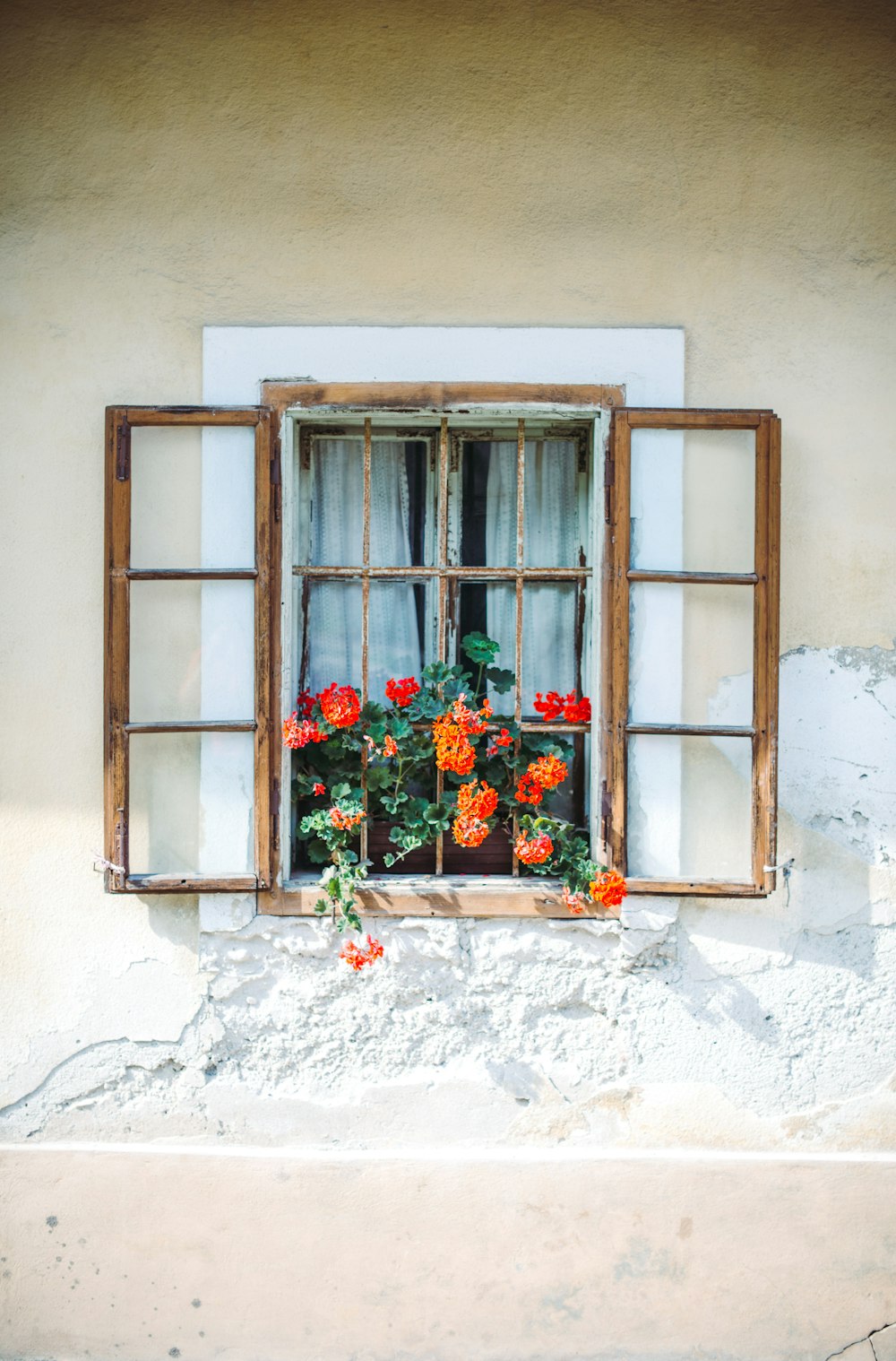 red flowers in brown wooden window