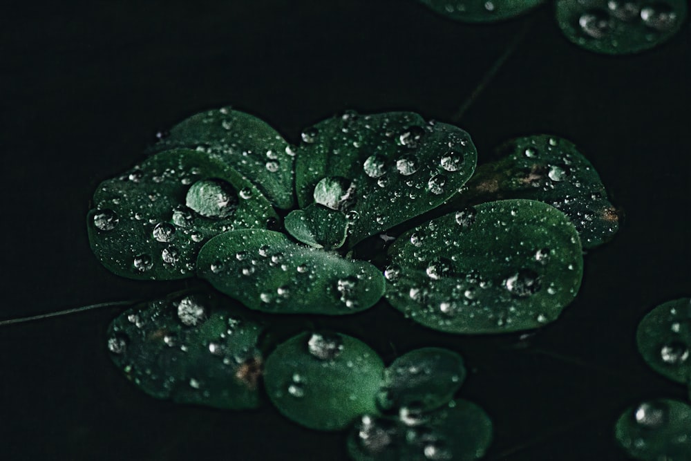 water droplets on green leaf