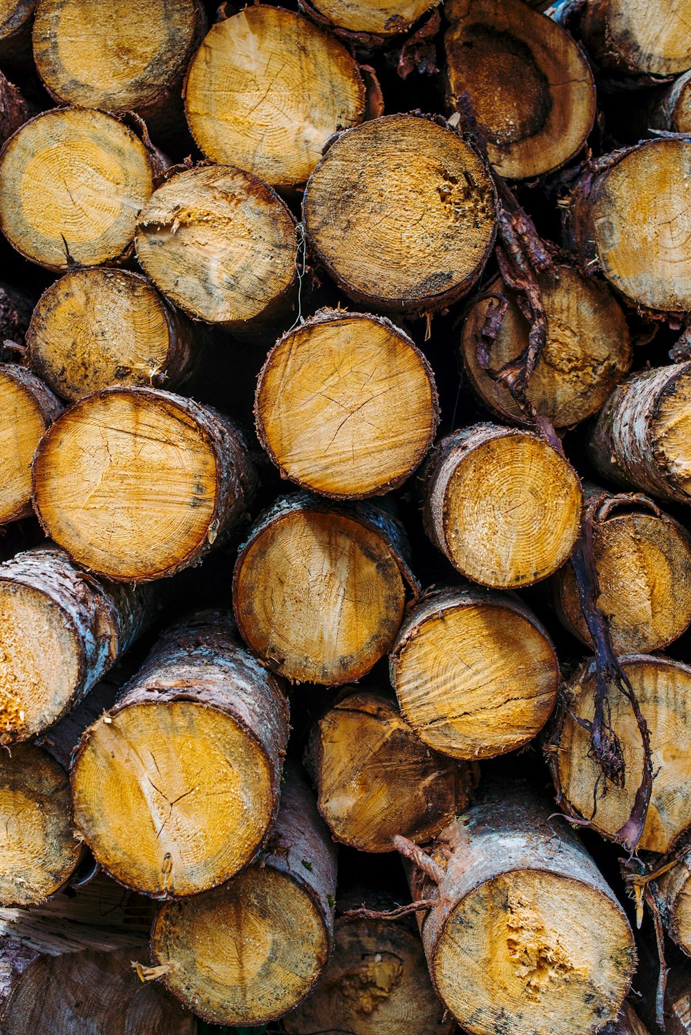 braune und schwarze Holzstämme