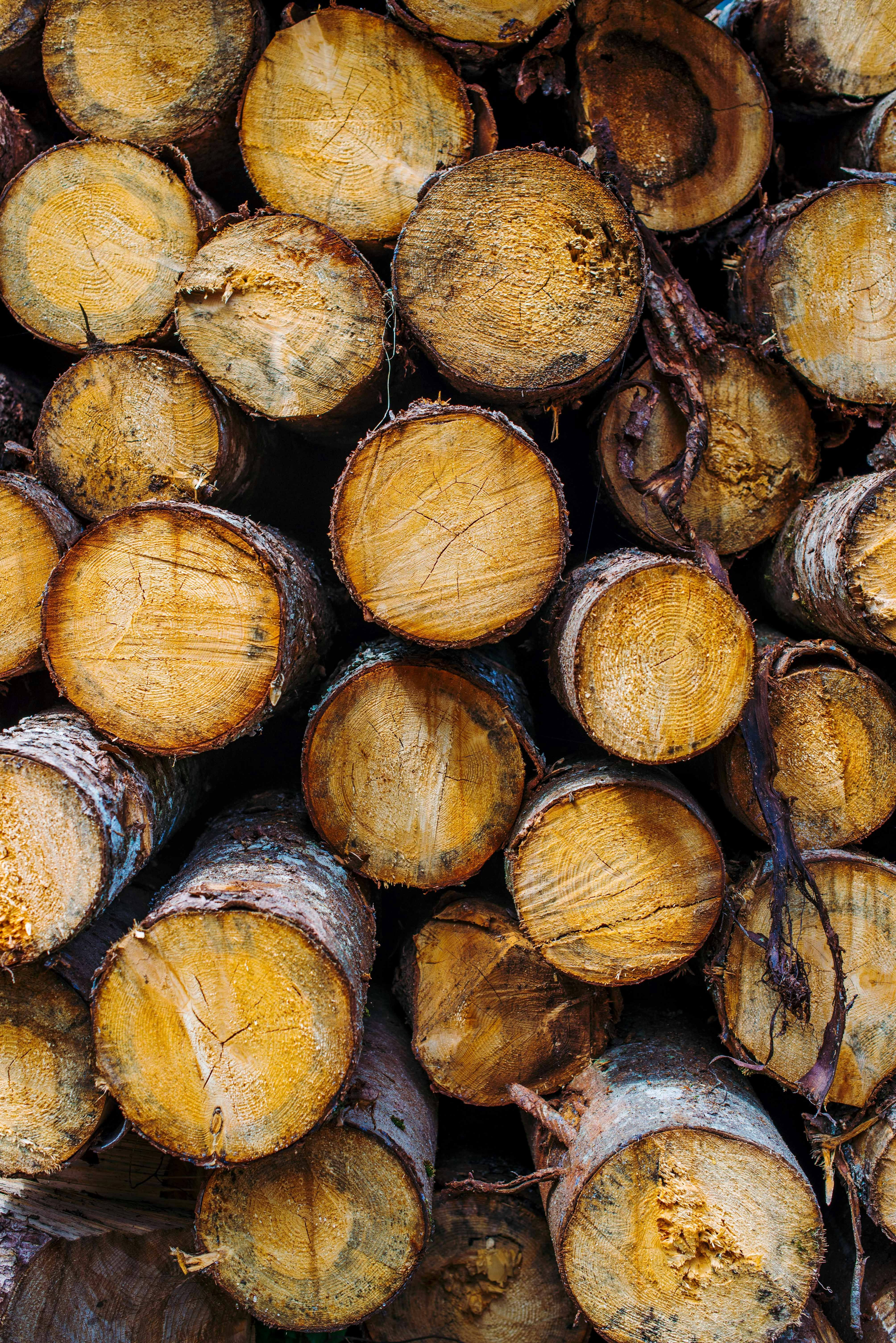 Felling The Heat: The Deforestation-Global Warming Connection