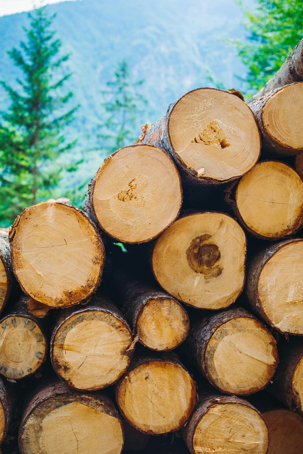 brown and black tree logs