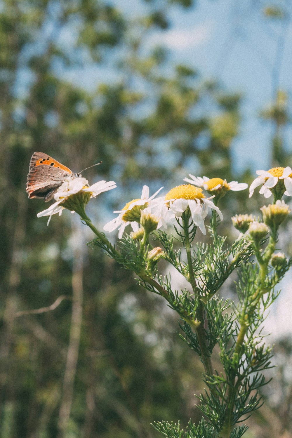 brown butterfly perched on yellow flower during daytime