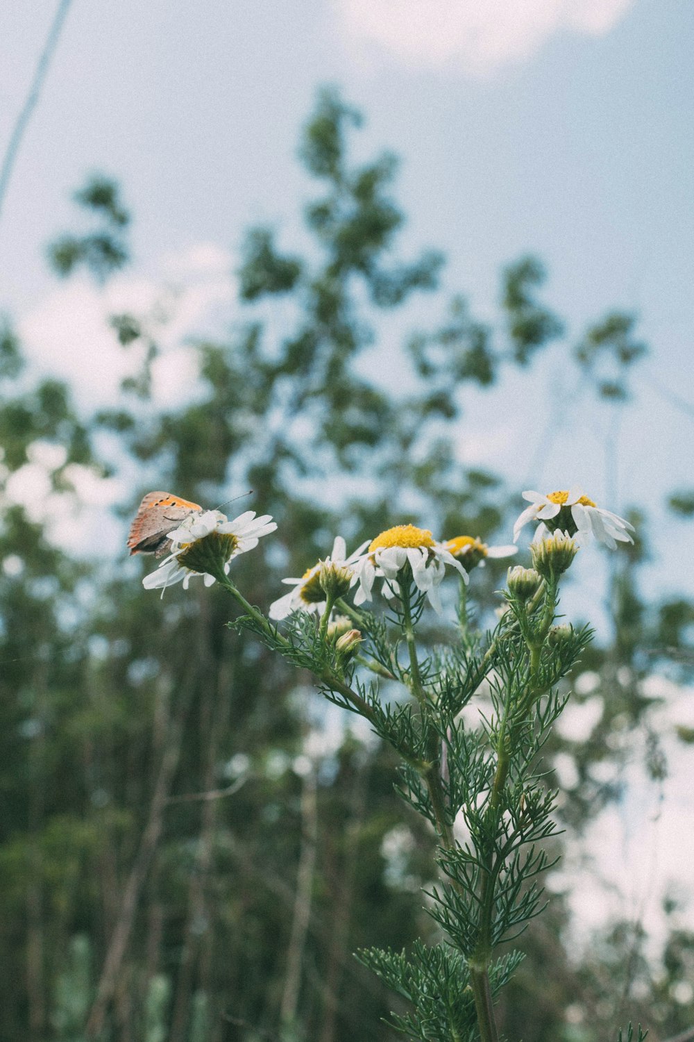 brown and white butterfly perched on yellow flower during daytime